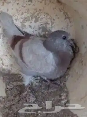 فروخ حمام للبيع سمان 0