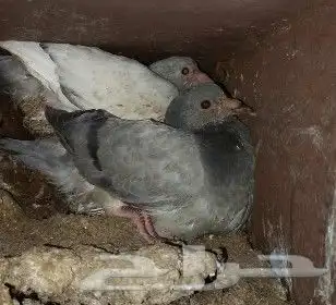 فروخ حمام للبيع سمان 2