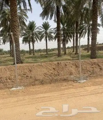 مقول شبوك في احنا المملكه 5