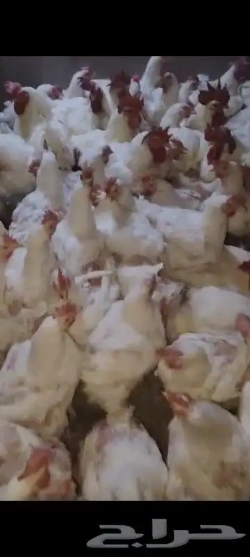 دجاج امهات وزن كبير 0