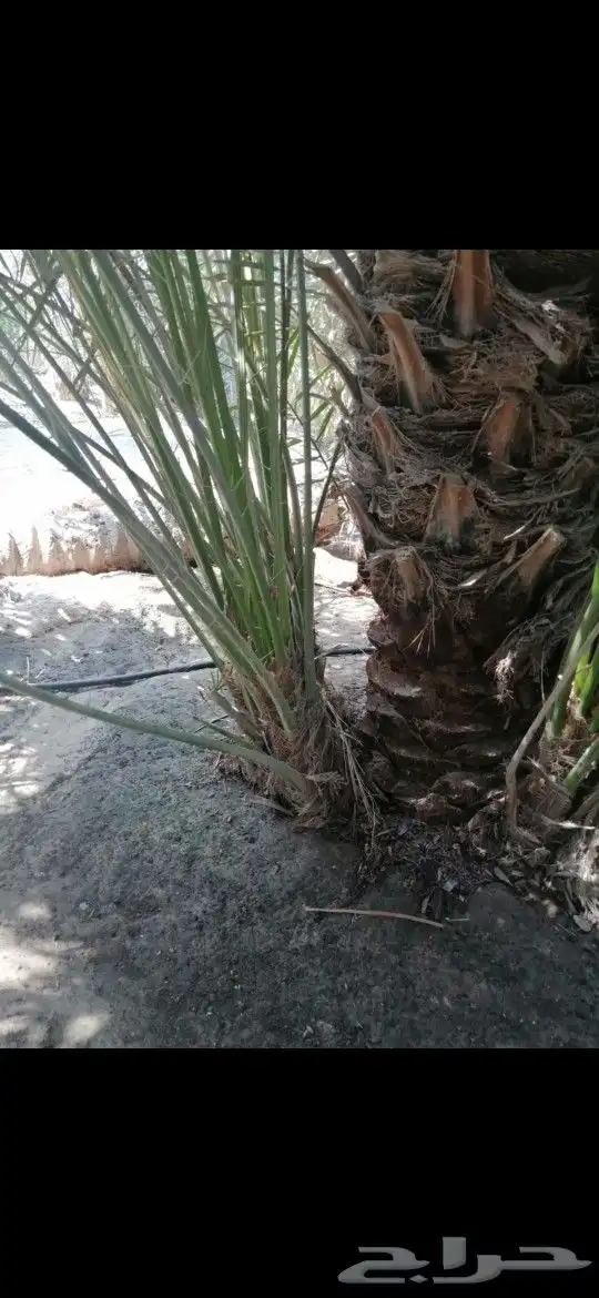 للبيع فسايل نخيل 0
