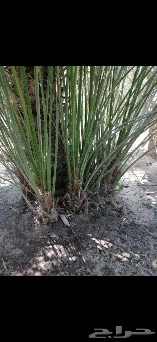 للبيع فسايل نخيل 1