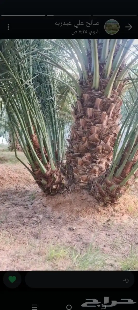 يوجد لدينا جميع انواع النخيل المثمرة وزينه اتواصل جول 05065 7