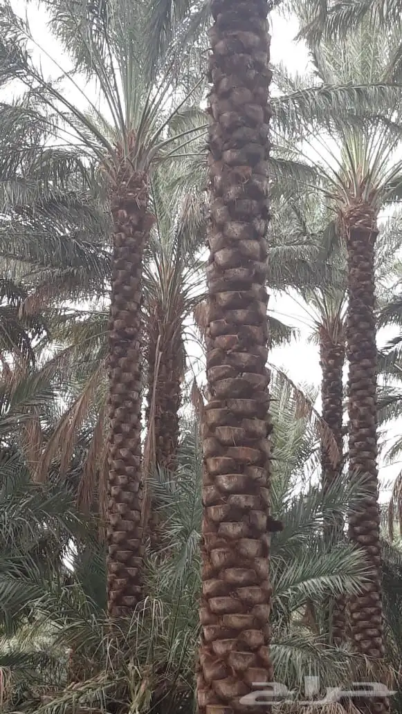 السلام عليكم ورحمة الله وبركاته يوجد الدينا نخل عربي جميع ال 3