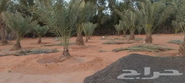تكريب وتنظيف وشذاب نخل العربي ول واشنطونيا وتغيير التربه الم 1