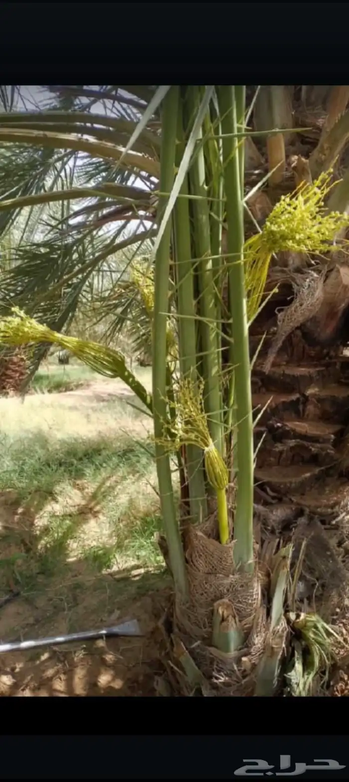 يوجد لدينا جميع انواع النخيل المثمرة وزينه اتواصل جول 05065 8