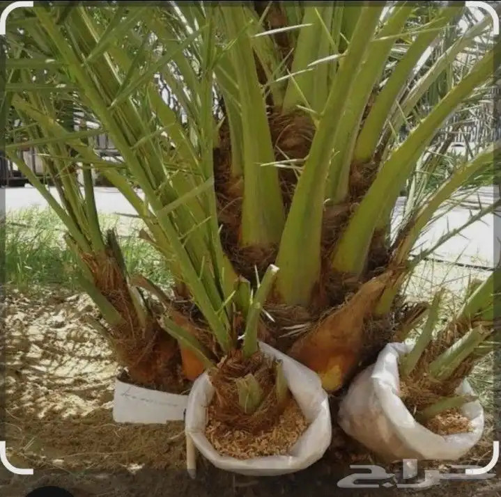 شتلات نخيل 0