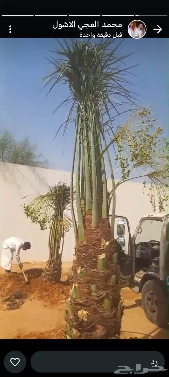 توريد وغرس النخل 4