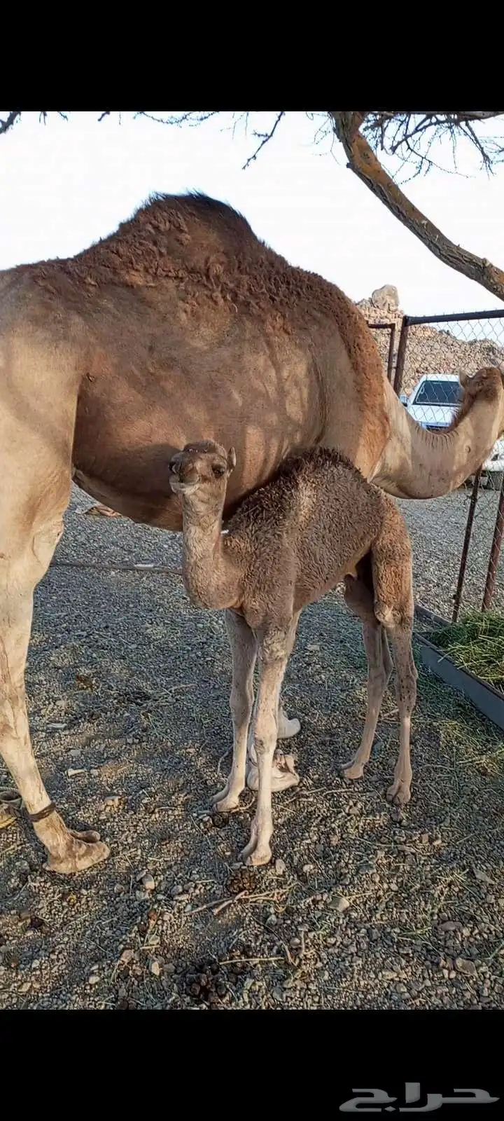 قعود ضيار كفو للبيع 0