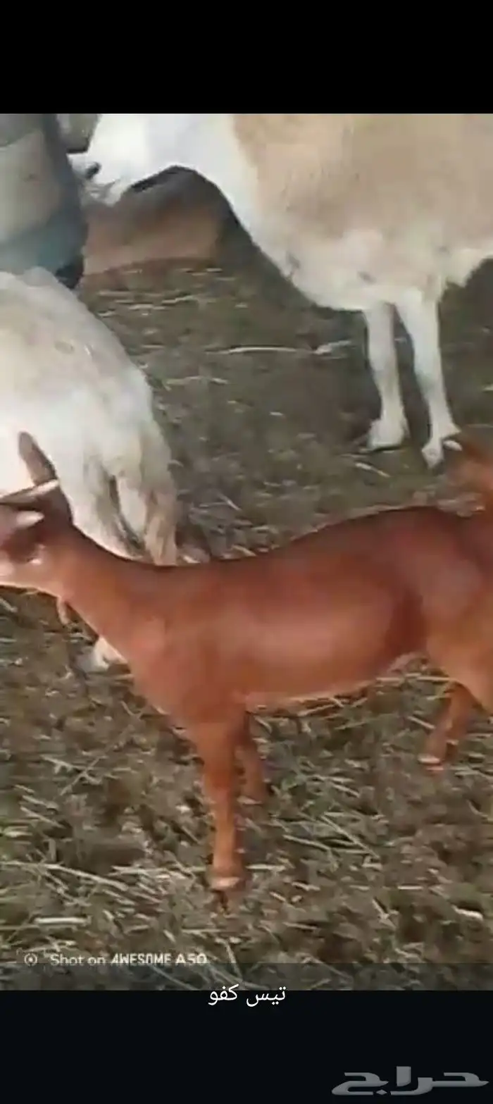 سره عبيده 0