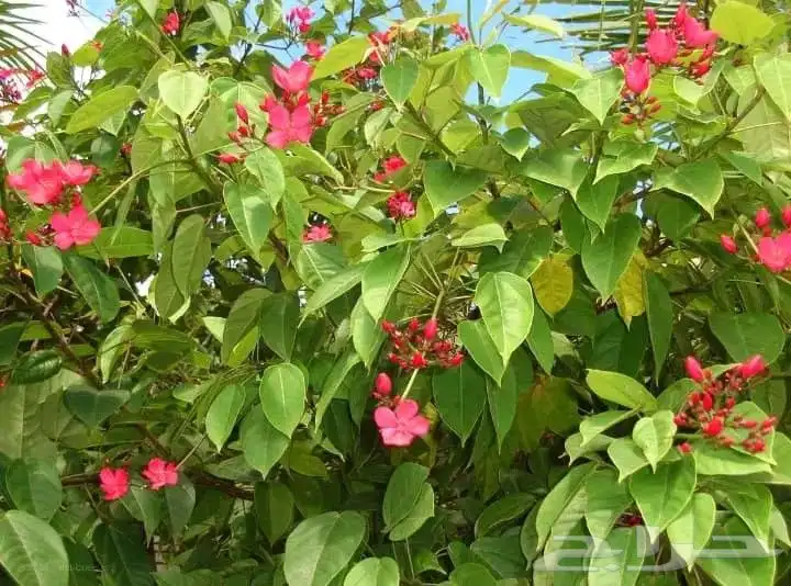 شجره جتروفيا (متوفر بذور 250 ريال الكيلو ) حديثه الانتاج 1