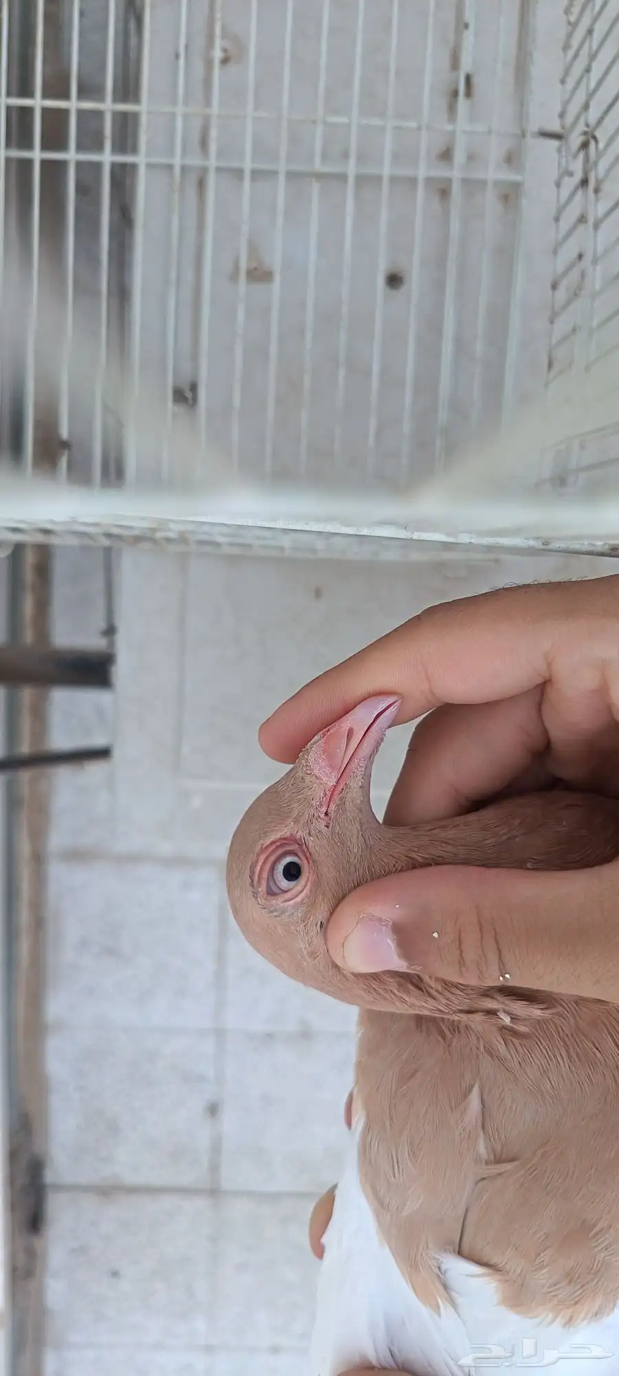 حمام زينه دنش 2