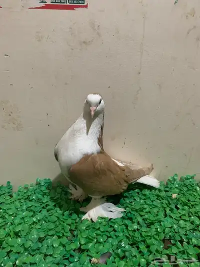 زوج من حمام شيرازي للبيع 2