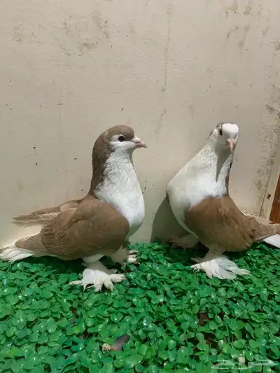 زوج من حمام شيرازي للبيع 0