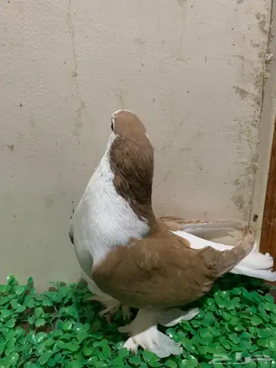 زوج من حمام شيرازي للبيع 1