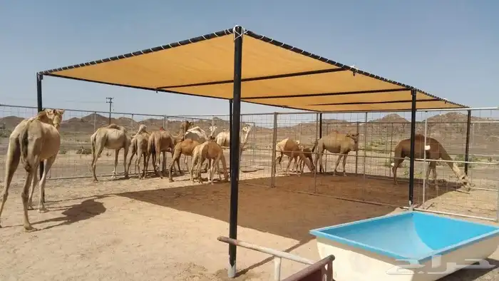 مضلات ابل وغنم 1