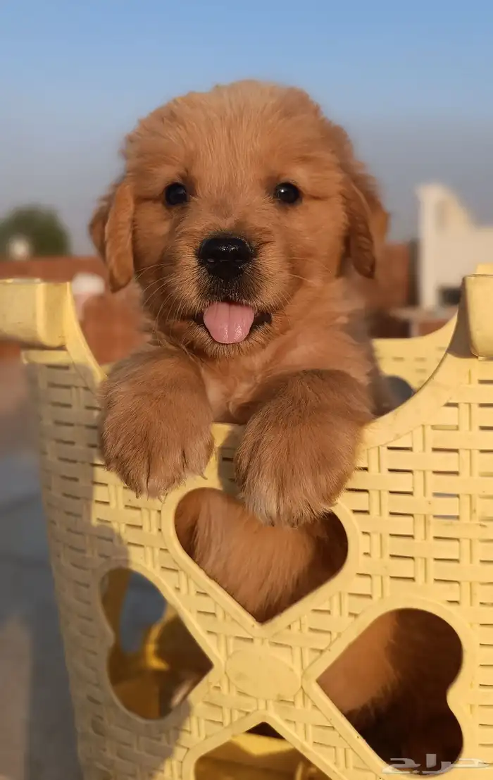 Golden retriever جولدن 0