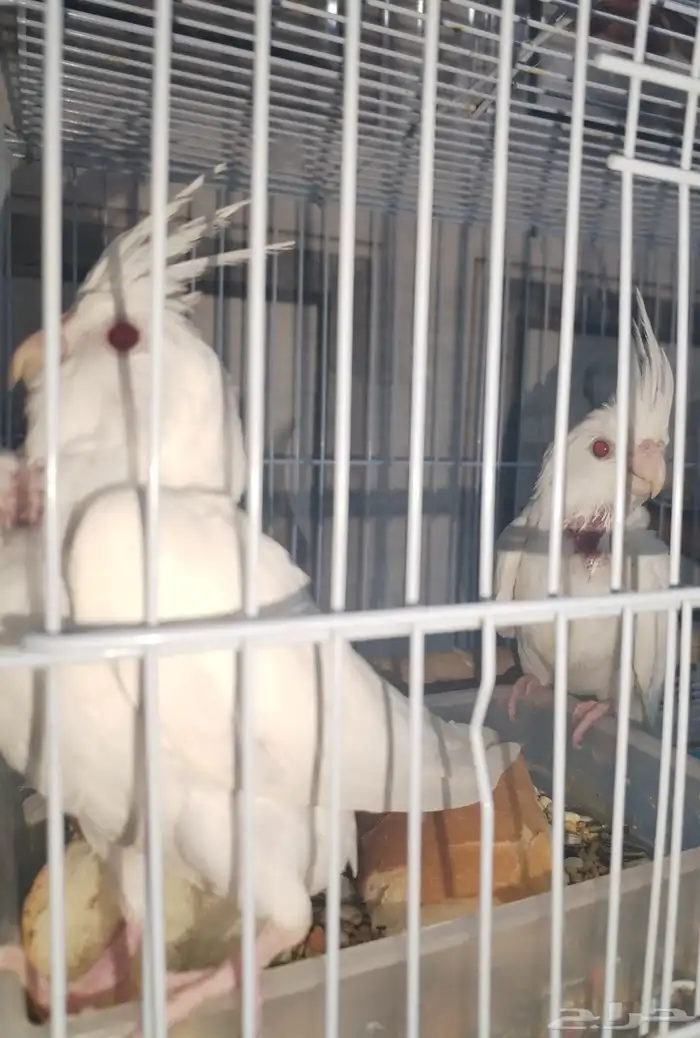 فروخ كروان البينو عدد 2 0