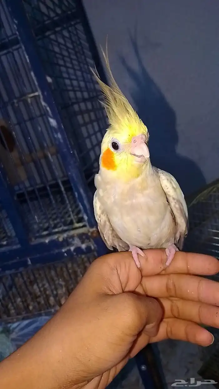 كروان عرض ب150. تم البيع 1