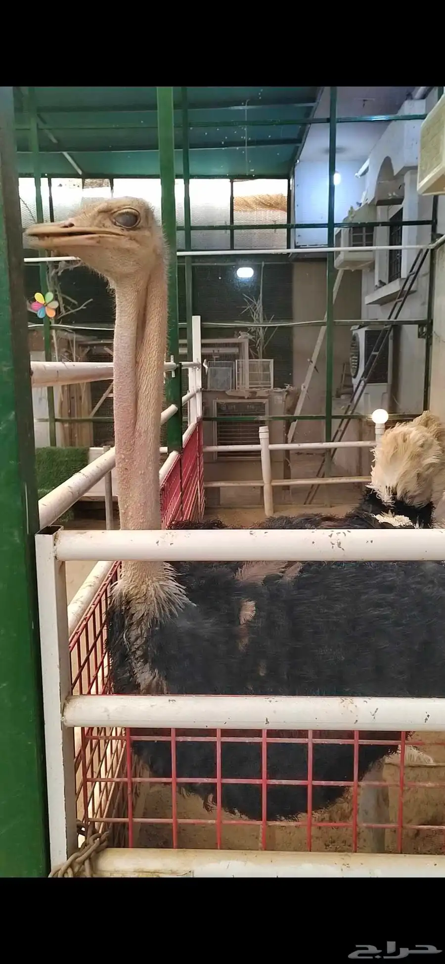 للبيع مجموعة ارانب ومجموعه قطط وكلب المالتيز وذكر نعام 2