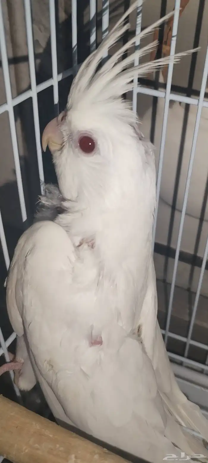 فروخ كروان البينو عدد 2 1