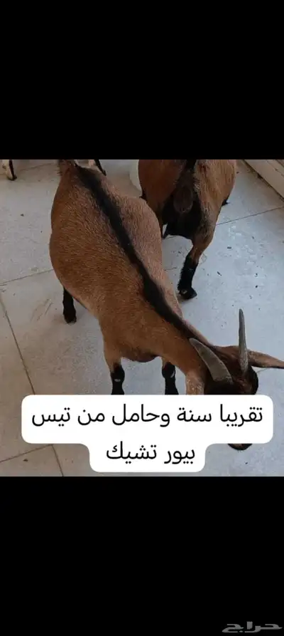 عنز قزمة حامل القصيم أو الرياض 0
