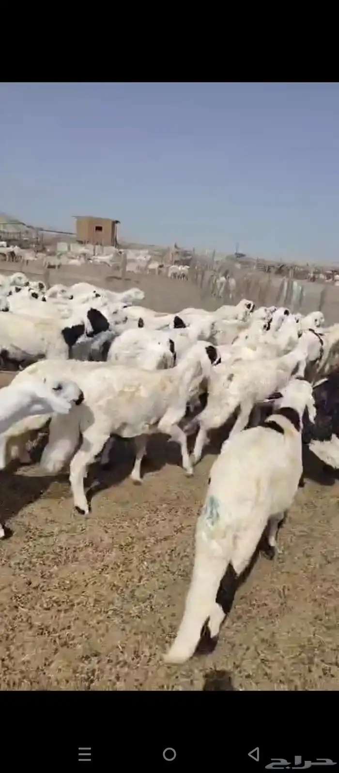 طليان سواكني دمازين 5