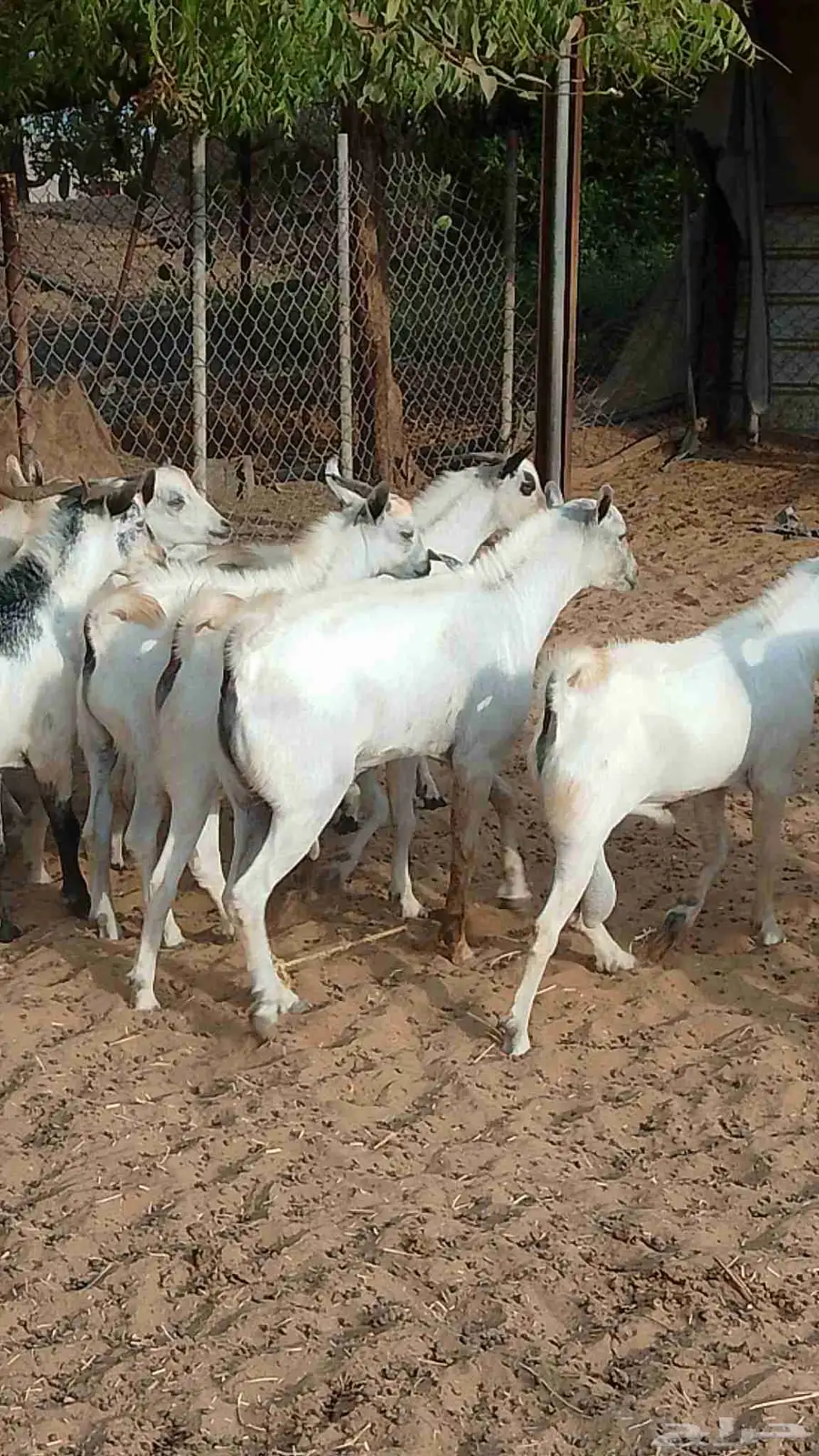 يوجد لدينا تيوس بلدي رقم واحد يوجد لدينا كباش بلدي رقم واحد 1