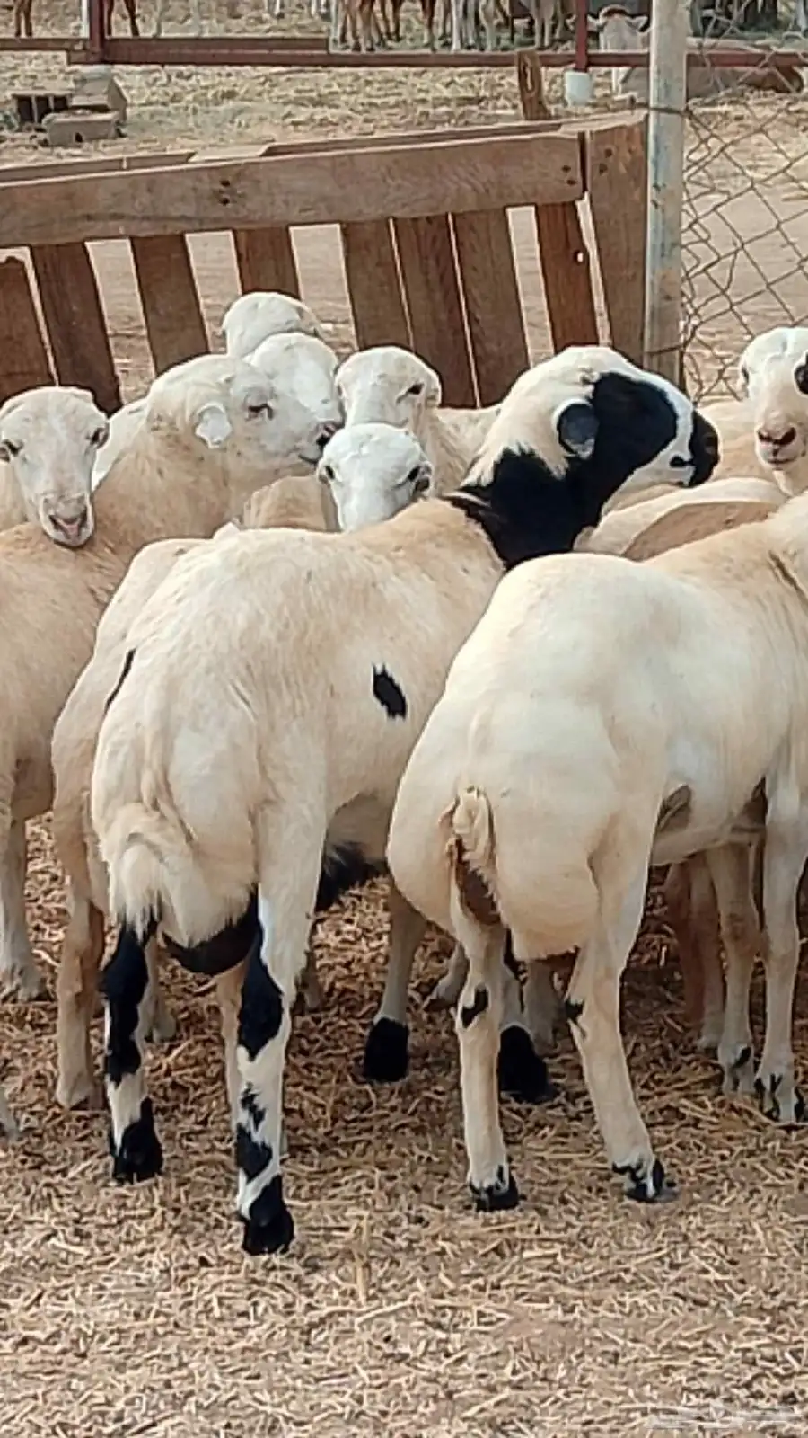 يوجد لدينا تيوس بلدي رقم واحد يوجد لدينا كباش بلدي رقم واحد 2