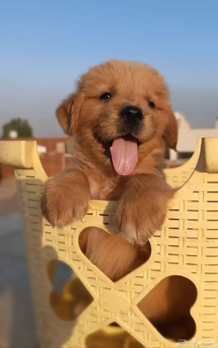 Golden retriever جولدن 1