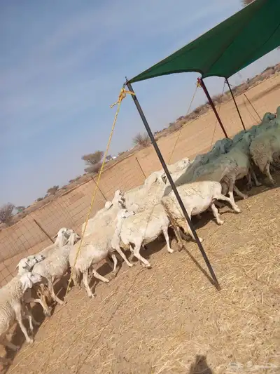بسم الله مشاء الله افلح من ذكر الله للبيع ضان حريات حرش س 0