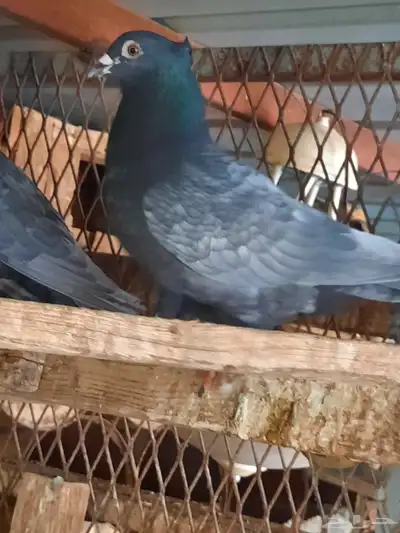 حمام زاجل 0