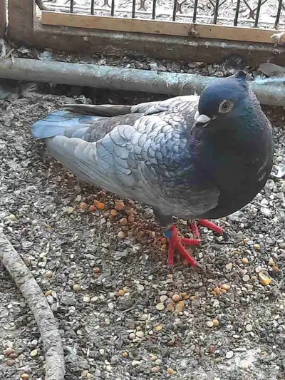 حمام زاجل 4