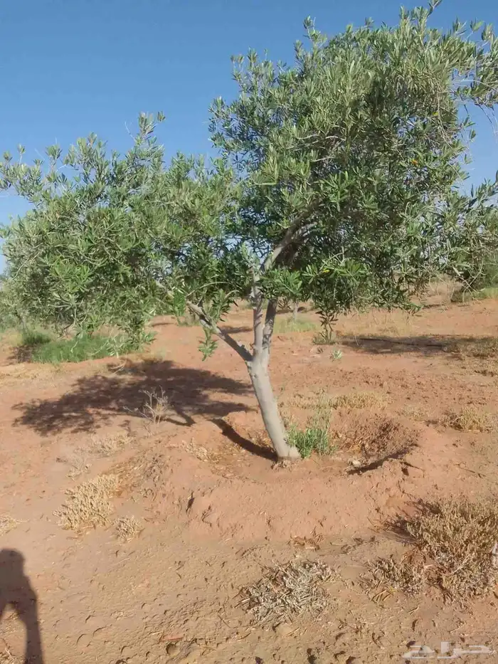 زيتون بسعر مناسب جدان زيتون نبالي زيتون محصن 4