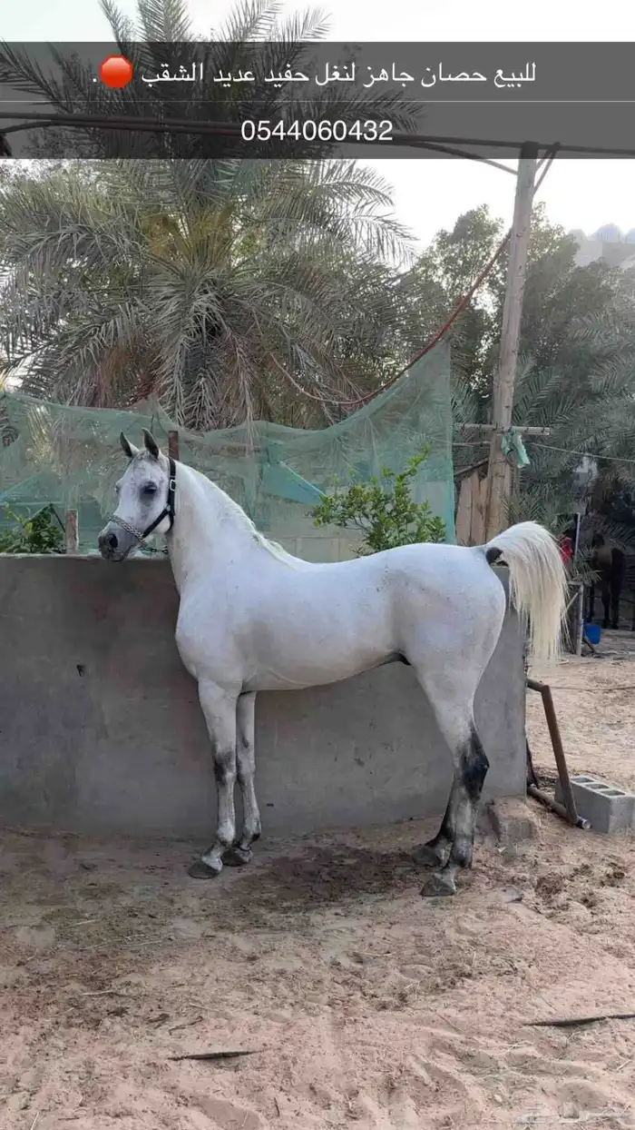 حصان واهو مسجل 0