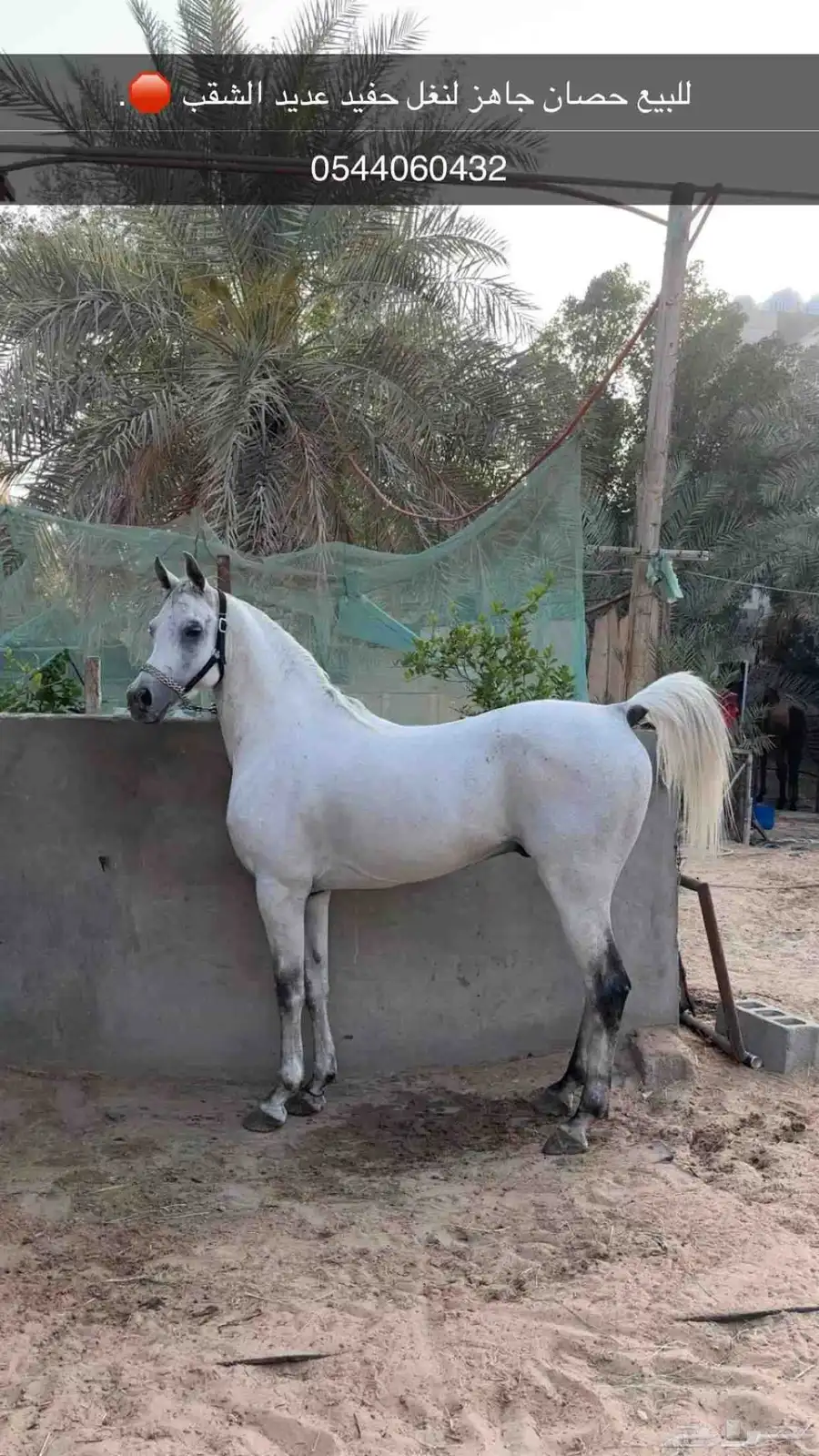 حصان واهو مسجل 0