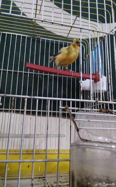 أنثى كناري البيع 0
