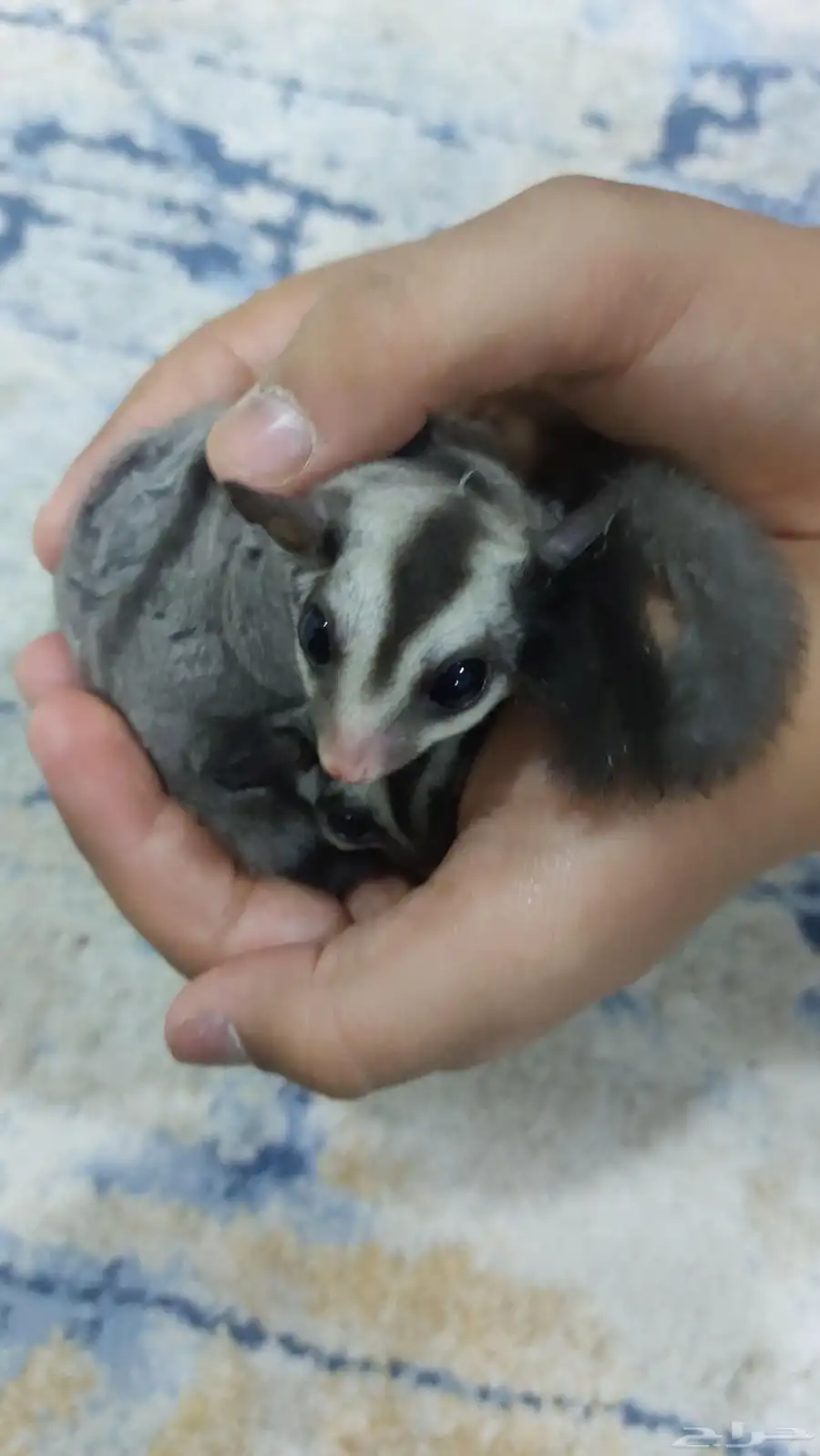 سنجاب طائر 2
