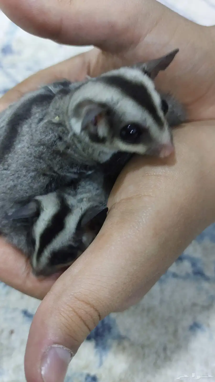 سنجاب طائر 0