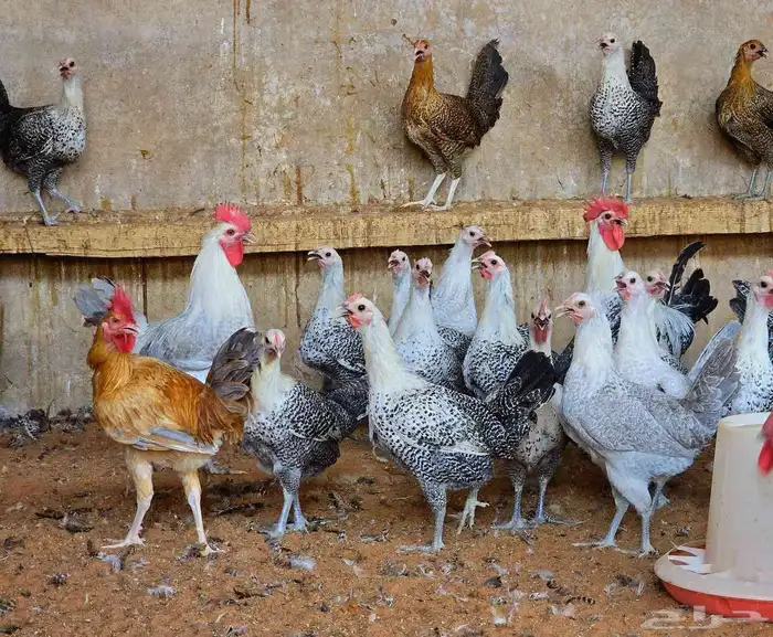 دجاج على وشك بيض جدا فاخر 4