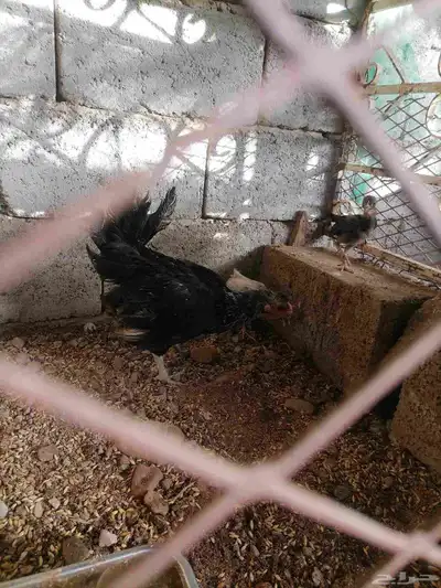 دجاج للبيع 12