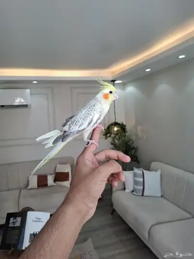 أنثى كروان اليفه ومنتجه لاتفوتكم 1