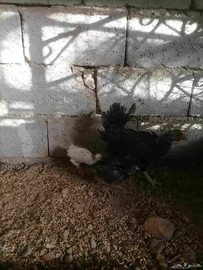 دجاج للبيع 14