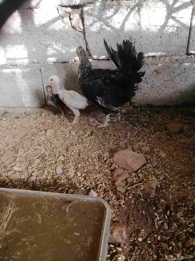 دجاج للبيع 11
