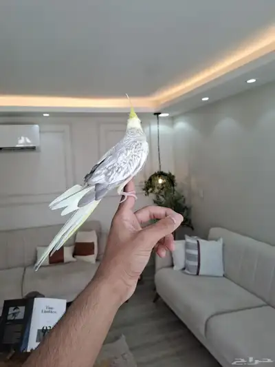 أنثى كروان اليفه ومنتجه لاتفوتكم 3
