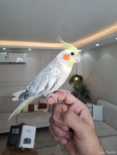 أنثى كروان اليفه ومنتجه لاتفوتكم 0