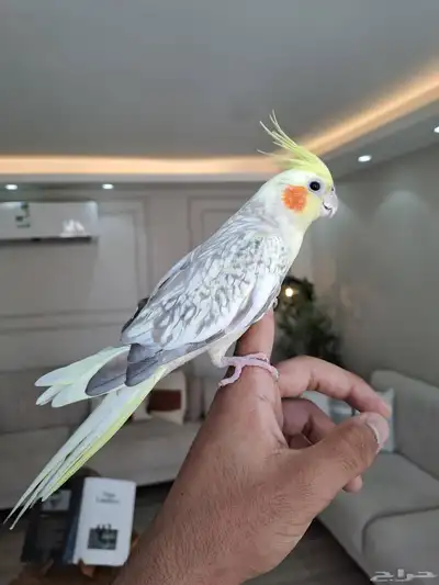 أنثى كروان اليفه ومنتجه لاتفوتكم 2