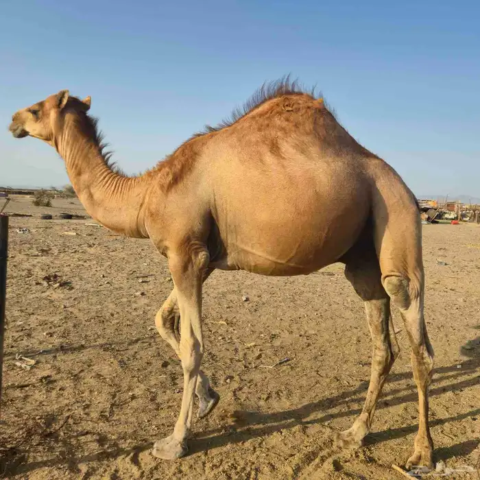 قعدان سواحل 5