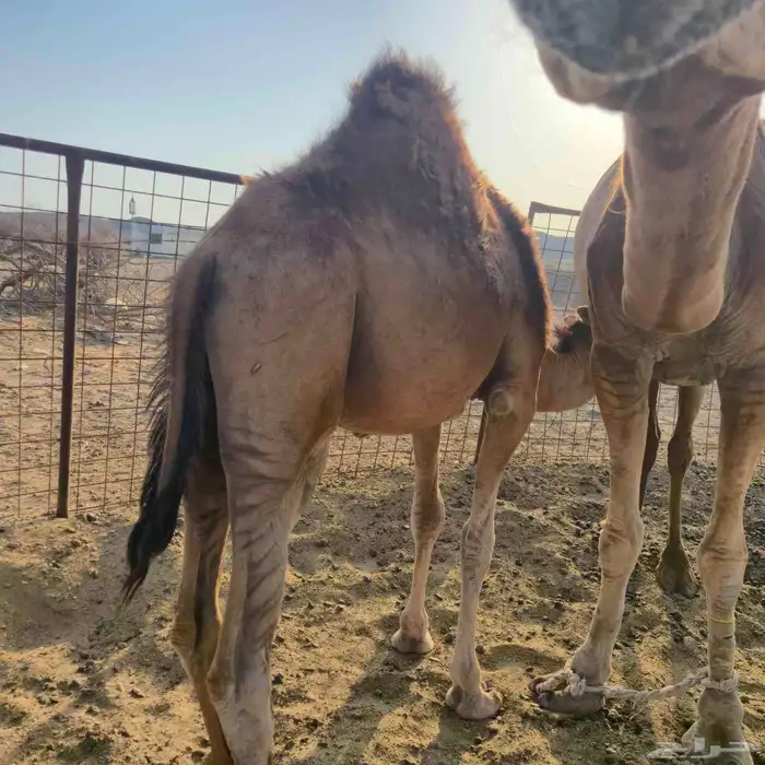 قعدان سواحل 3
