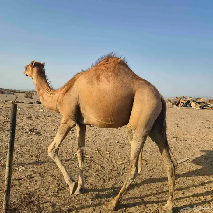 قعدان سواحل 4